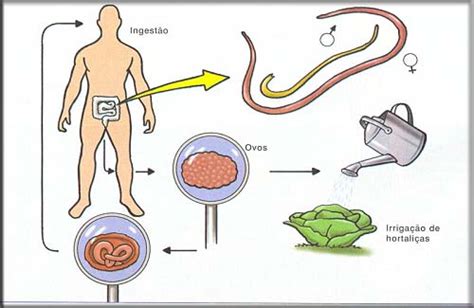 Medissante Ascaris Lumbricoides