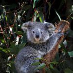 Koala Officially Listed As Endangered Species By Australia