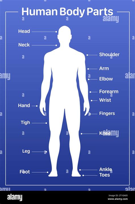 Human Body Parts Medical Diagram With Male Model Vector Poster On A