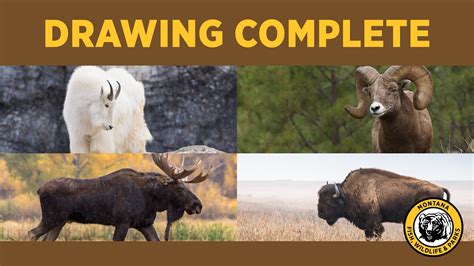 Montana Fwp On Twitter Goat Sheep Moose And Bison Drawing Results