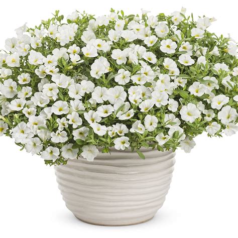Calibrachoa Superbells White Buy Million Bells Annuals Online