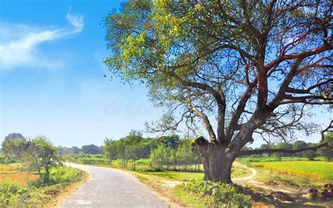 Un Arbre Majestueux Au Bord D Une Route Sinueuse Image Stock Image Du