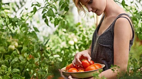 These Common Tomato Plant Problems Can Ruin Your Harvest Here S How