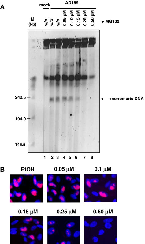 Analysis Of Viral DNA Cleavage And De Novo DNA Synthesis A HELF Were