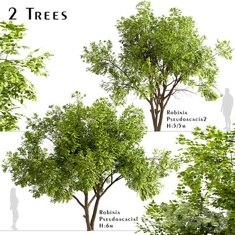 Set Of Robinia Pseudoacacia Trees Black Locust 2 Trees 3DS Max