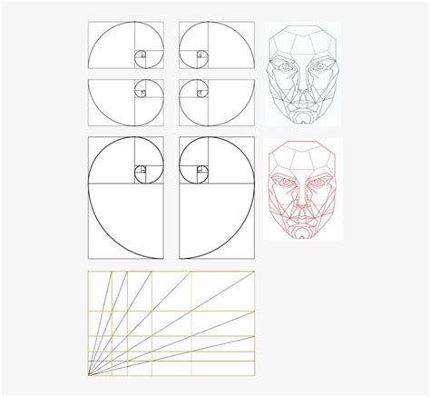 Golden Ratio Face Png Png Image Transparent Png Free Off