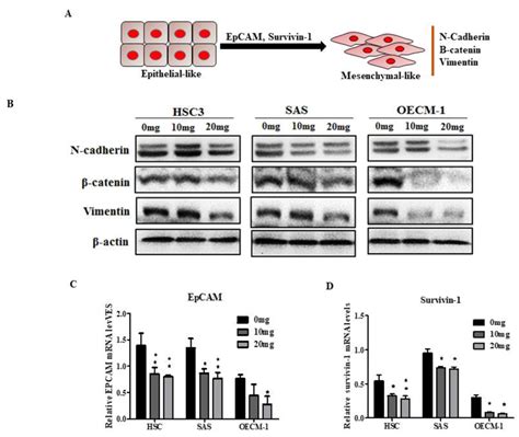 Influence Of Aga On Epithelial Mesenchymal Transition Emt Markers