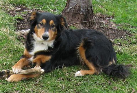 English Shepherd Breed Guide Learn About The English Shepherd