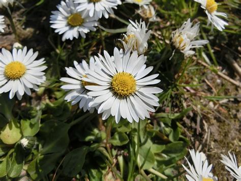 Margarida Amarelo Branco Foto Gratuita No Pixabay Pixabay