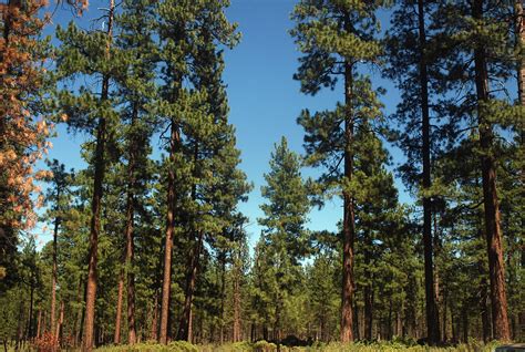 Pine, Ponderosa — COLORADO TREE COALITION