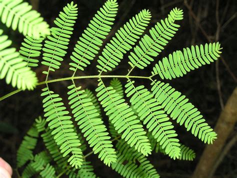 Plantnet Floraonline