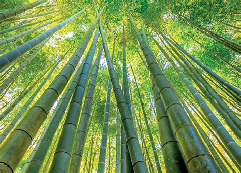 Worlds Tallest Bamboo Tower Robinage