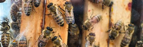 Healthy Hives Research Initiative Given Additional 500000 Commitment
