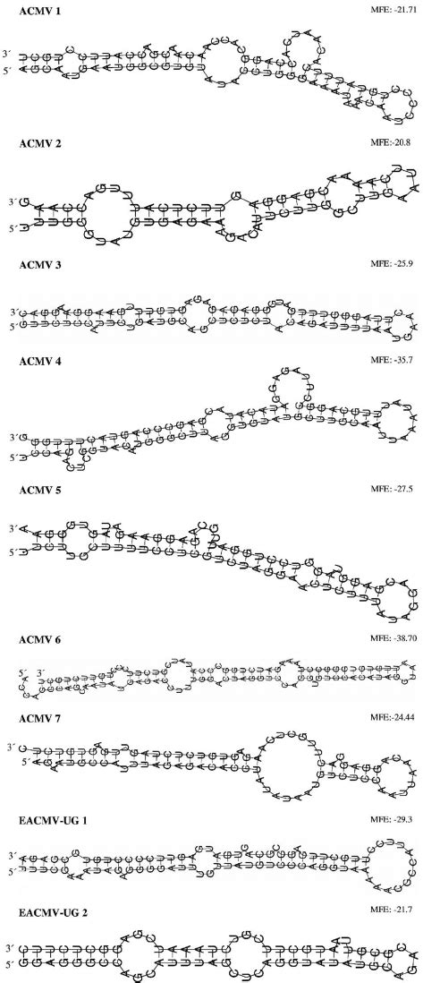 Secondary structures of 9 predicted real viral pre- miRNA hairpins. The ... 
