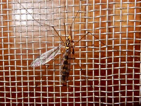 Australian Tiger Crane Fly From Udumbanchola Idukki KL IN On January