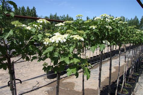 Калина Компактум: описание сорта, характеристики, агротехника посадки ...