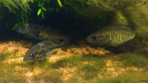 Suwannee Bass Spawning And Nest Guarding In The Santa Fe River Florida