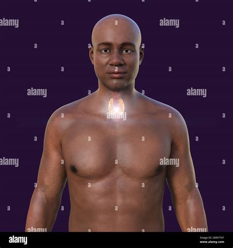 Thyroid Gland Anatomy Illustration Stock Photo Alamy