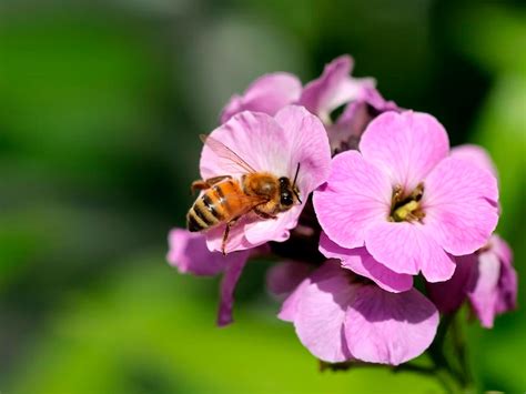 La Importancia De Las Abejas En La Agricultura Miel De La Alcarria