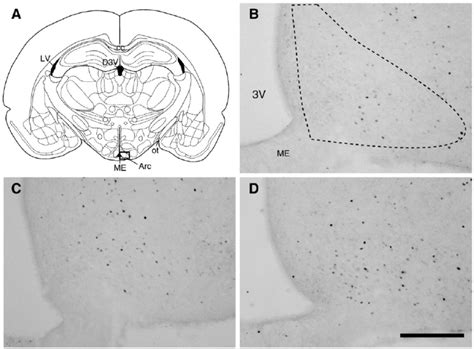 Fos Expression In The Arcuate Nucleus Of The Hypothalamus Panel A