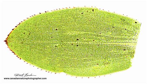 Elodea Leaf Under Stereoscopic Microscope