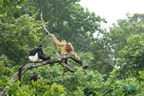 Cuc Phuong Nationalpark Tilo Nadlers Affen mit den weißen Hosen