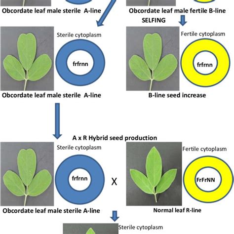 Schematic Representation Of Hybrid Seed Production Activity With