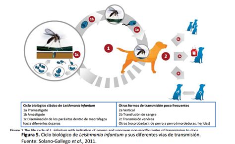 La Leishmaniosis Canina Su Prevenci N S Ntomas Diagn Stico Y Tratamiento