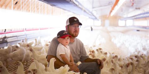 Poultry Georgia Department Of Agriculture