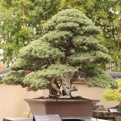 Juniper Bonsai Watering Management: Everything You Need to Know