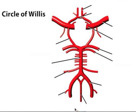 Cerebral Blood Supply Cerebrospinal Fluid Diagram Quizlet