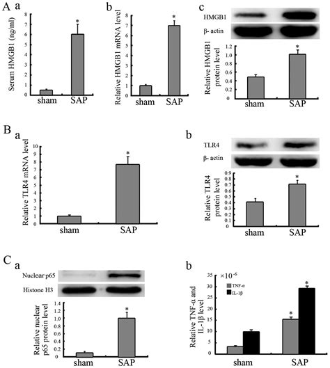 Tlr4 Mediated Nf κb Signaling Pathway Mediates Hmgb1 Induced Pancreatic