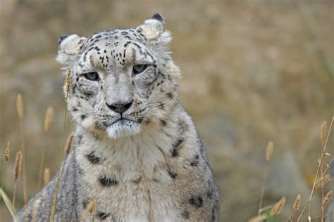 Wie Alt Werden Freig Nger Katzen Miautastisch De