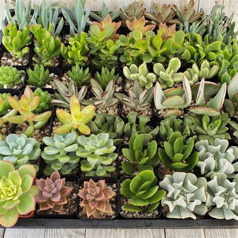 Assorted 2 Inch Succulents 20 Pack Etsy