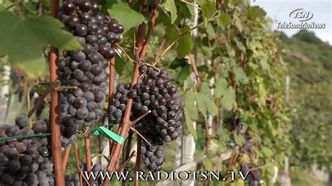 Vendemmia Annata Ottima Youtube