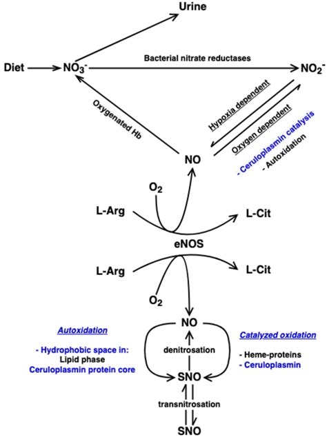 1 Representation Of Vascular Nitric Oxide No Formation And Metabolism