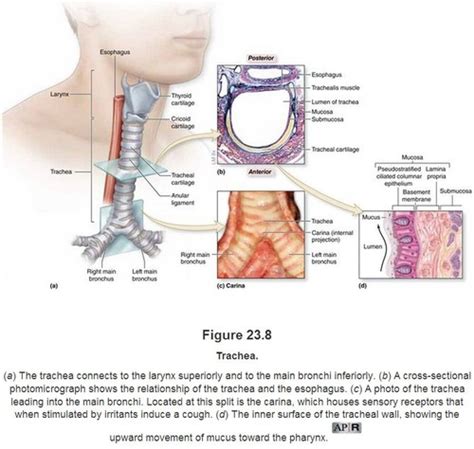 Carina Anatomy - Anatomy Reading Source