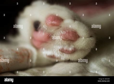White Cat Paw Stock Photo Alamy