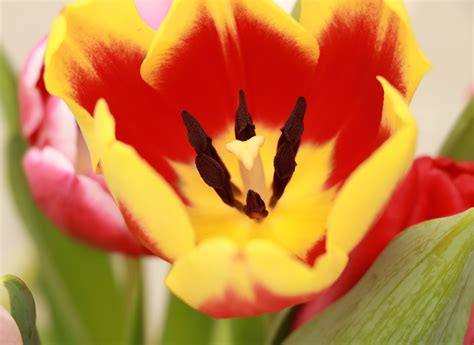 Tulipán Tulipanes Flores Foto gratis en Pixabay Pixabay