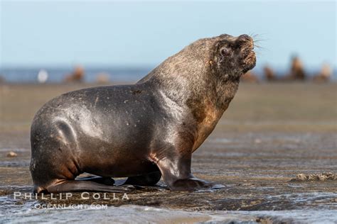 South American Sea Lions, Otaria flavescens, Peninsula Valdes ...