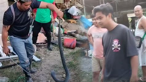 Itim Na Cobra Sa Nueva Vizcaya Sam Tuklaw Youtube