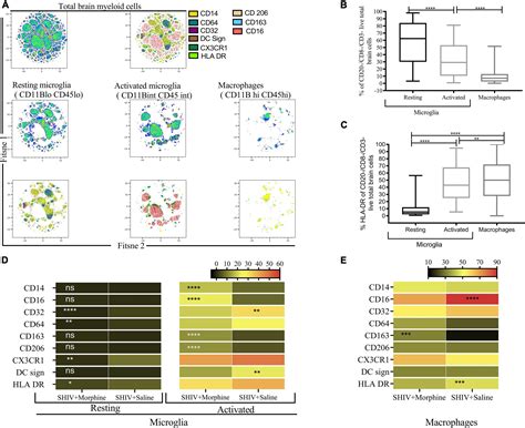 Frontiers Systems Biology Analyses Reveal Enhanced Chronic Morphine