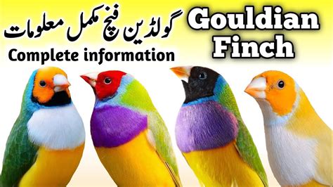 Lady Gouldian Finch Breeding Tips Gouldian Finch Nest Box Cage Seed