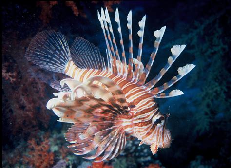 Lionfish Eating