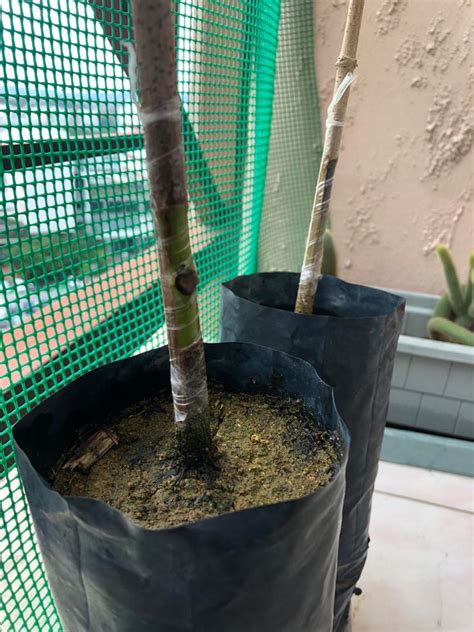 sppl  pembiakan  pengurusan tanaman amali  tujuh cantuman