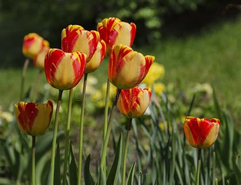 Beautiful Red Flowers Of A Garden Tulip Stock Image Image Of Bloom