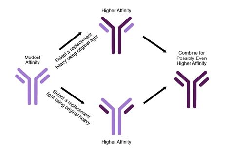 Antibody Optimization Vaccinex