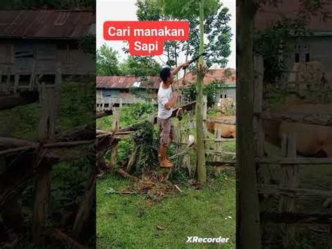 Makanan Sapi Yang Alami Di Lingkungan Sekitar Rumah YouTube