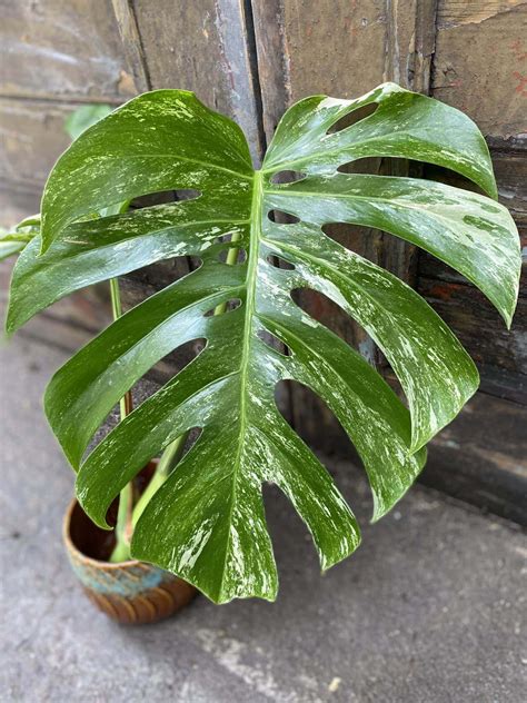 Monstera Variegata Sadzonka Ci Ta Szczytowa Jungle Boogie