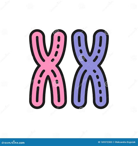 Female XX Chromosomes Woman Sex Genes Flat Color Line Icon Stock